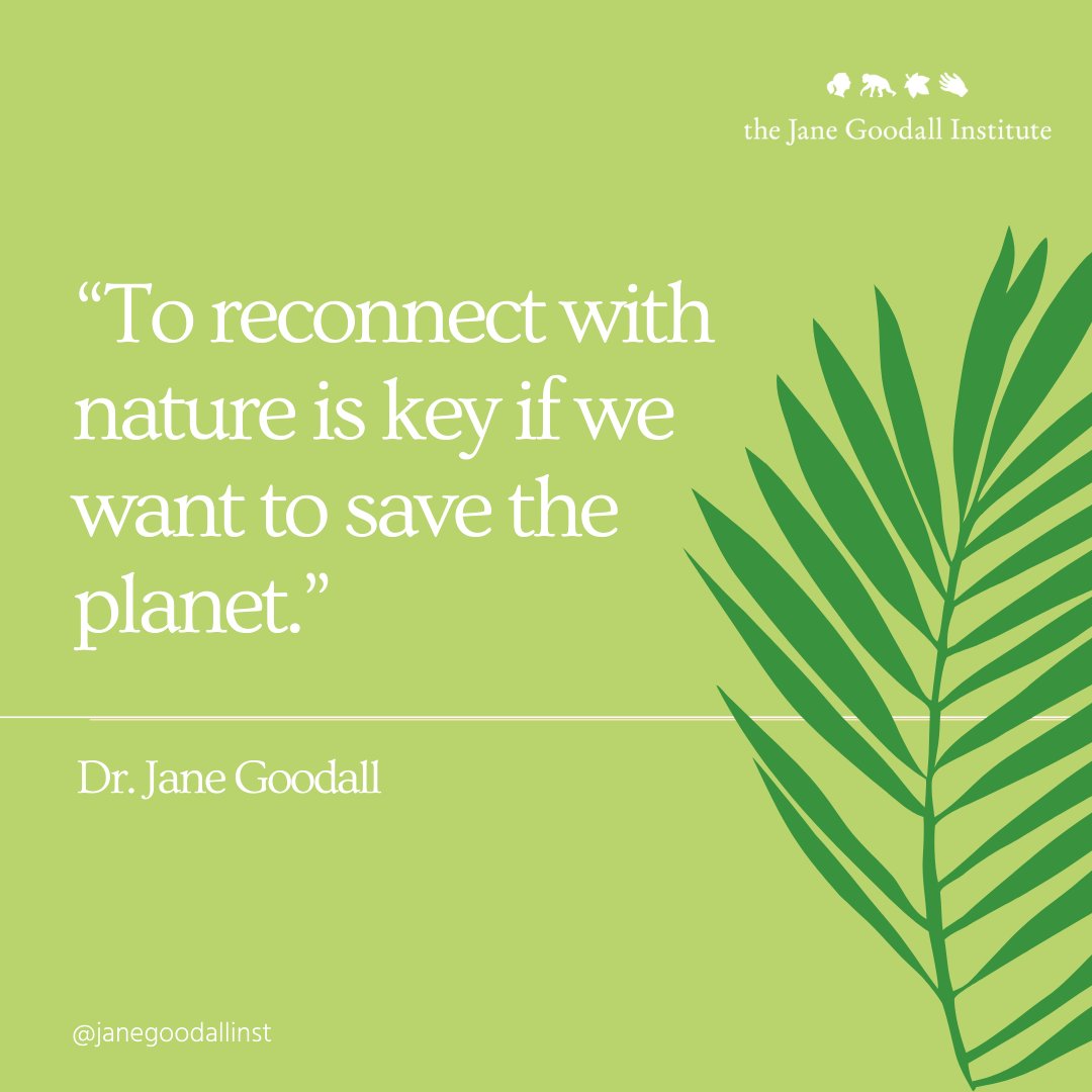 JaneGoodallInst's tweet photo. #worldrainforestsday https://t.co/xY4VdlmqUH