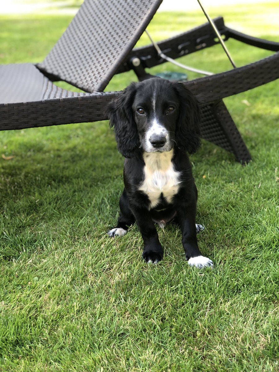 KaneCocker's tweet photo. Posing for mum today 📸🐾 #dogsoftwitter https://t.co/djz2KnBkXR