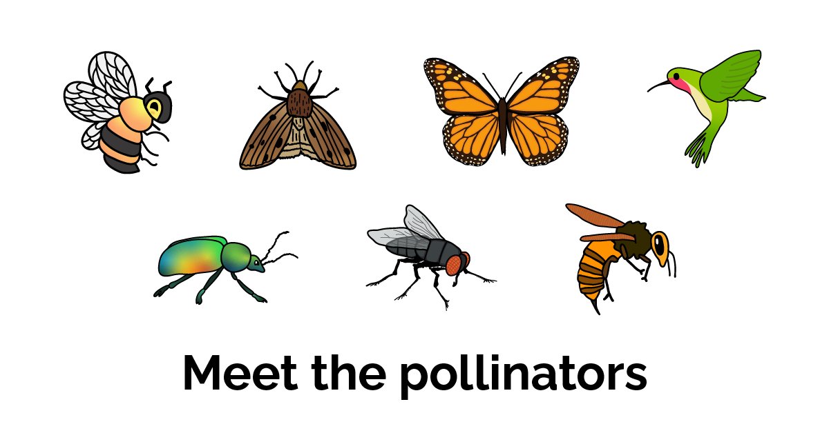 ONenvironment's tweet image. It’s #NationalPollinatorWeek! #DYK there are over 700 species of pollinators in Canada, many which call Ontario home? They include bees, butterflies, moths, wasps, flies, beetles &amp;amp; hummingbirds. Learn about what you can do to protect them: ontario.ca/page/pollinato…