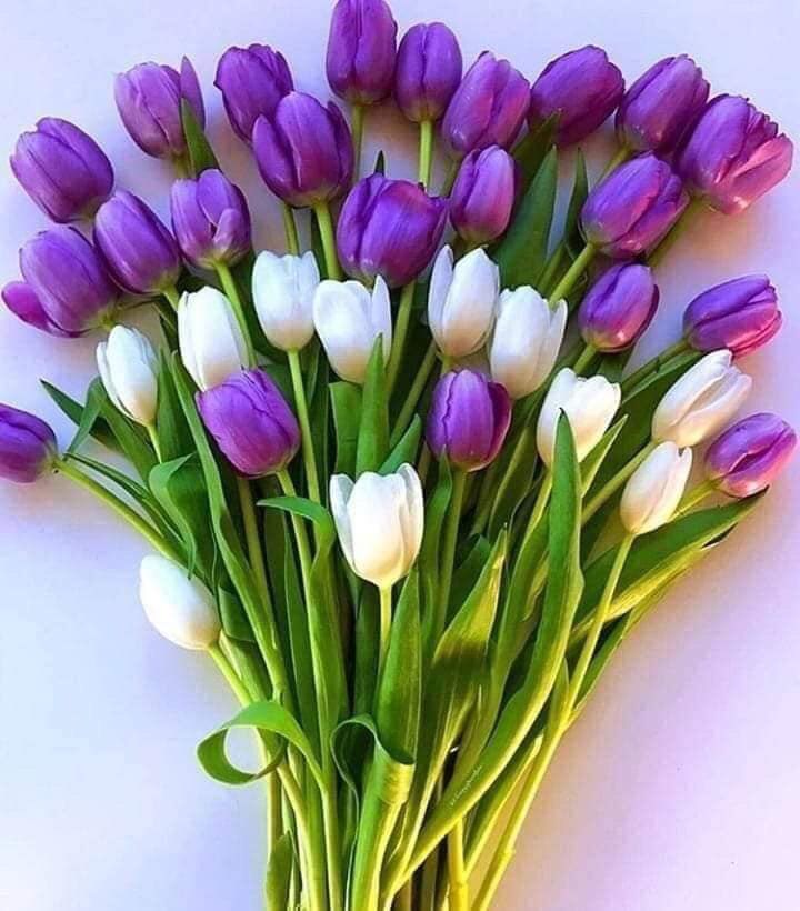 sousoi soumia tweet media