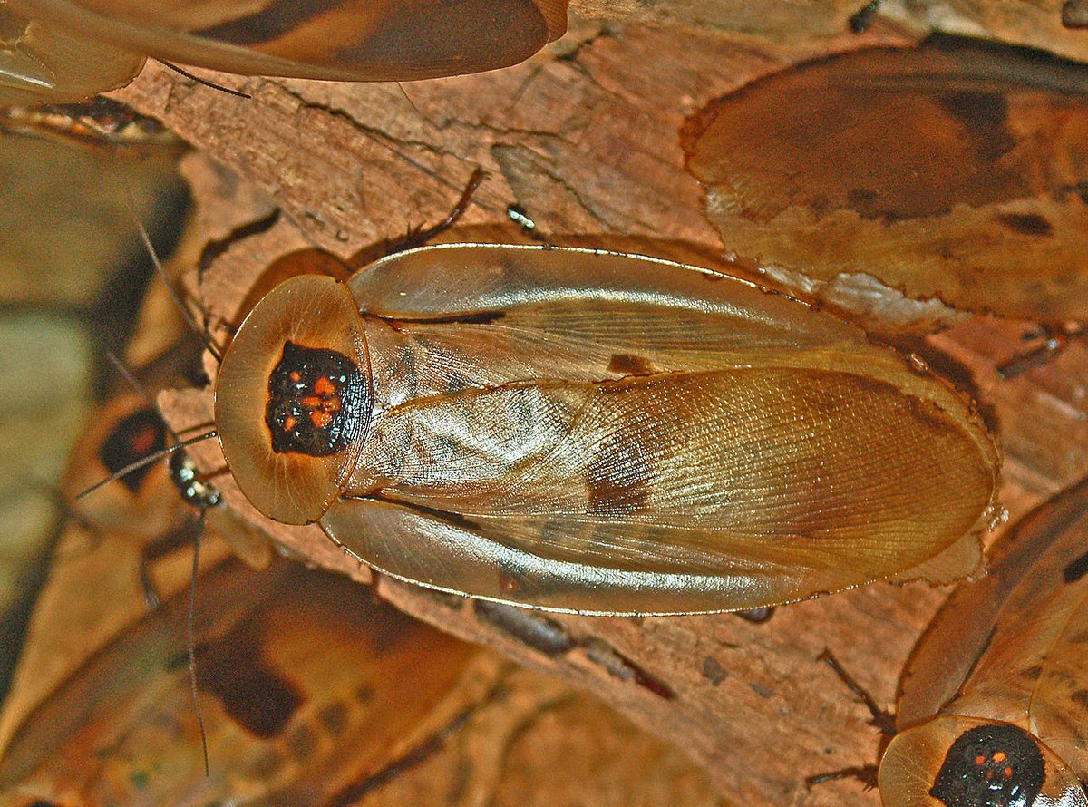 InsetoLand's tweet image. E agora entramos na moda do #BioQuiz. Entre esses insetos, apenas um é natural do Brasil. Todos os outros foram introduzidos aqui. Qual é o patriota?