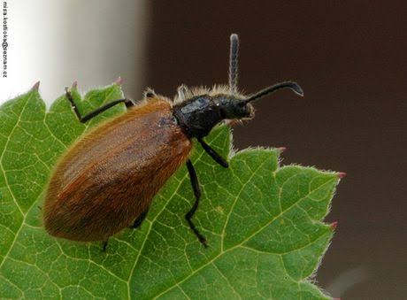 InsetoLand's tweet image. E agora entramos na moda do #BioQuiz. Entre esses insetos, apenas um é natural do Brasil. Todos os outros foram introduzidos aqui. Qual é o patriota?