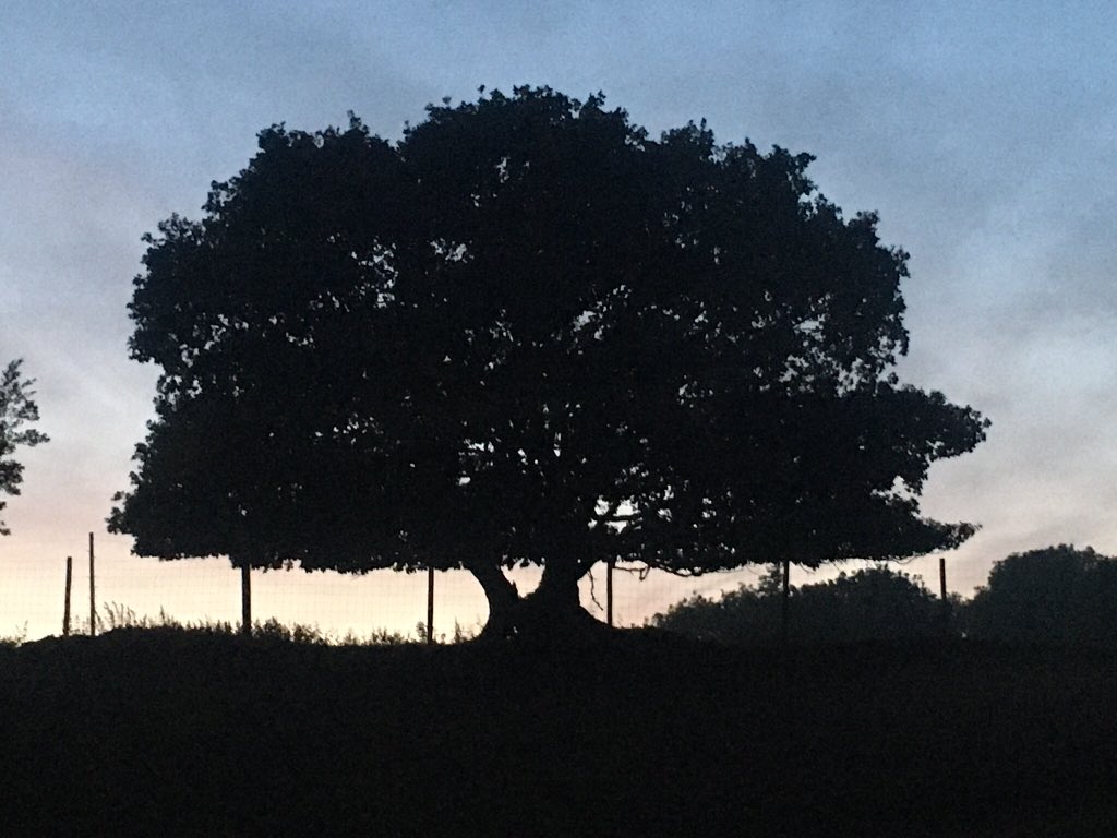 thehenhousefarm's tweet photo. #latenightwalk #closingup #nightshift love it in the summer when it’s time to close up the birds. @bereferrers I get to walk from home, to my allotment then onto the farm. Closing up, watering and seeing what’s around in the landscape. No glow worms yet but a deer feet from me https://t.co/K8MlSzDxmF