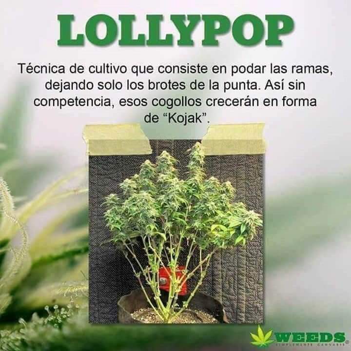 lamareaverde4's tweet photo. Tipos de poda 😚😚 https://t.co/1MCL2P4qfS