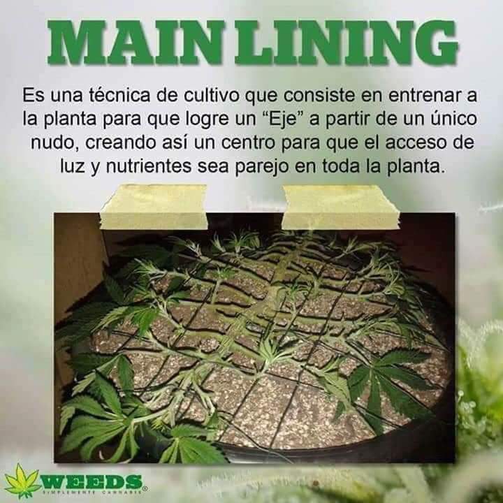 lamareaverde4's tweet photo. Tipos de poda 😚😚 https://t.co/1MCL2P4qfS