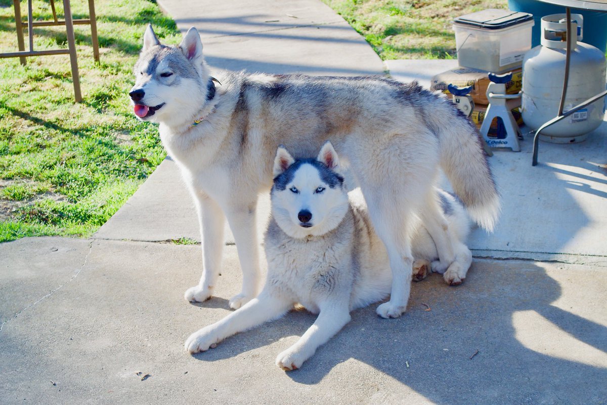 ATCnow's tweet photo. @carmenkiew We have 2. Trigger aka Trig, Trigs, Boo. Then there's Mosby aka El Twerpo, monkey, crack baby😂 can you guess which is which? https://t.co/WbYXgyxA6V
