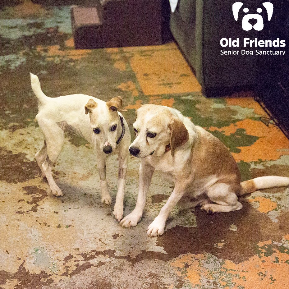 oldfriendssds's tweet photo. "How about we go out for dinner tonight?!"- Amaz and Ebenezer
#ofsds #ofsdsamaz #ofsdsebenezer #seniordogs #ofsdsdinnertime https://t.co/BI4FyDmA16