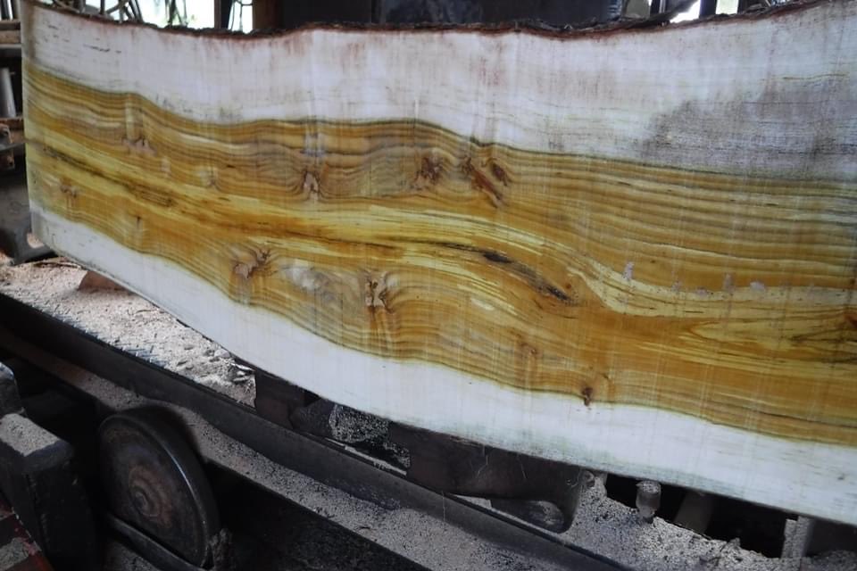 武田製材有限会社 ヤマハゼ ウルシ科 河村さんに鑑定していただいたところハゼ リュウキュウハゼ ではなくヤマハゼでした 単色の黄色ではなく縞模様になることがあるそうです 以前に二度ハゼノキにかぶれたことがあります かゆくてかゆくて かゆさで目