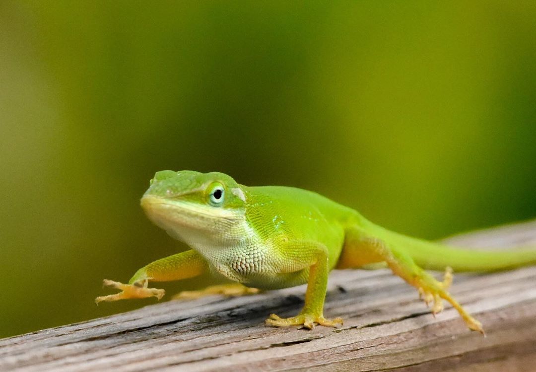A green anole out for a stroll! We love seeing these brilliantly green lizards when we're exploring the Everglades!Green anoles (A. carolinensis) are native to the southeastern U.S. and are commonly found in natural and suburban habitats.Photo by Robert Krayer