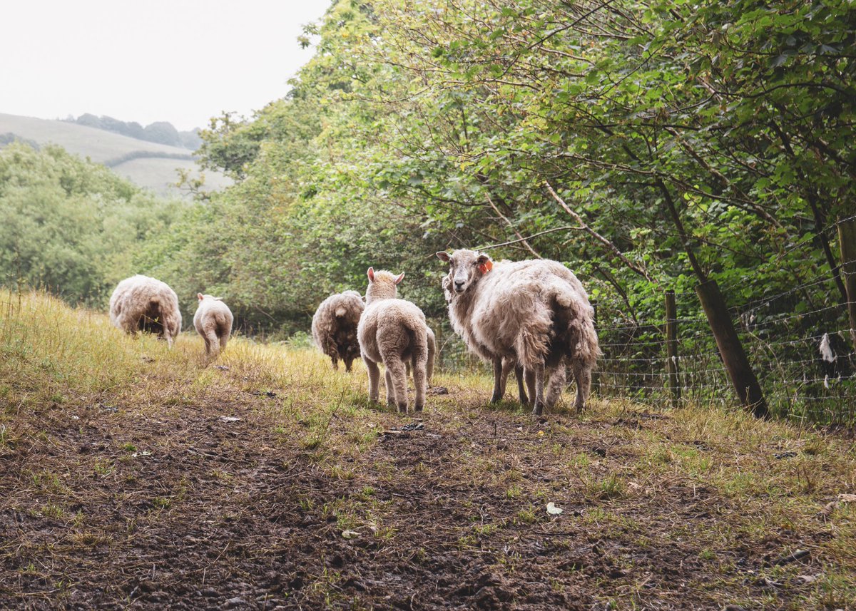 Miahwphoto's tweet photo. Taken on Saturday (summer solstice) during my coastal walk, South Devon, 2020.
#SummerSolstice #visitdevon #studentphotographer #plymouthcollegeofart #uk #photooftheday #visualstoryteller #dartmoor #sheep #summer #ukshots #explorebritain #southwestengland #photosofbritain https://t.co/EWrYP2zRAI