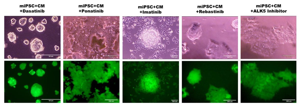 ExtracellMatrix's tweet photo. New in @SciReports | Scientists from @okayama_uni show that signaling inhibitors accelerate the conversion of mouse iPS cells into cancer #StemCells in the #TumorMicroenvironment. 

https://t.co/S5lz3UqhOG https://t.co/NM3MkMsBPt