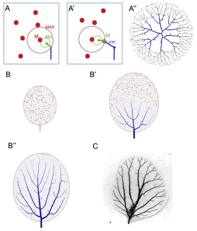 Dev_Bio_Journal's tweet photo. #DBteaser #DBfeatures #DevBio
Here, @fcasfer borrows an algorithm from computer graphics to explain the pattern of tracheal arborization & its evolution, in the respiratory gills of mayflies. Models, imaging, development, evolution & cool organisms!
-> https://t.co/ArH25KMSuG https://t.co/D3N7EIUwGZ