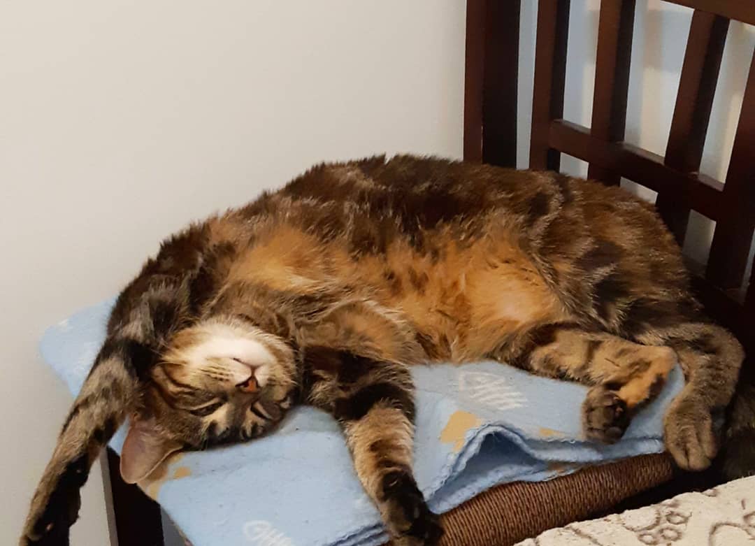 Our furry felines are hard at work for #BringYourCatToWorkDay. ❤ #perkcanada #meow #CatsOfTwitter