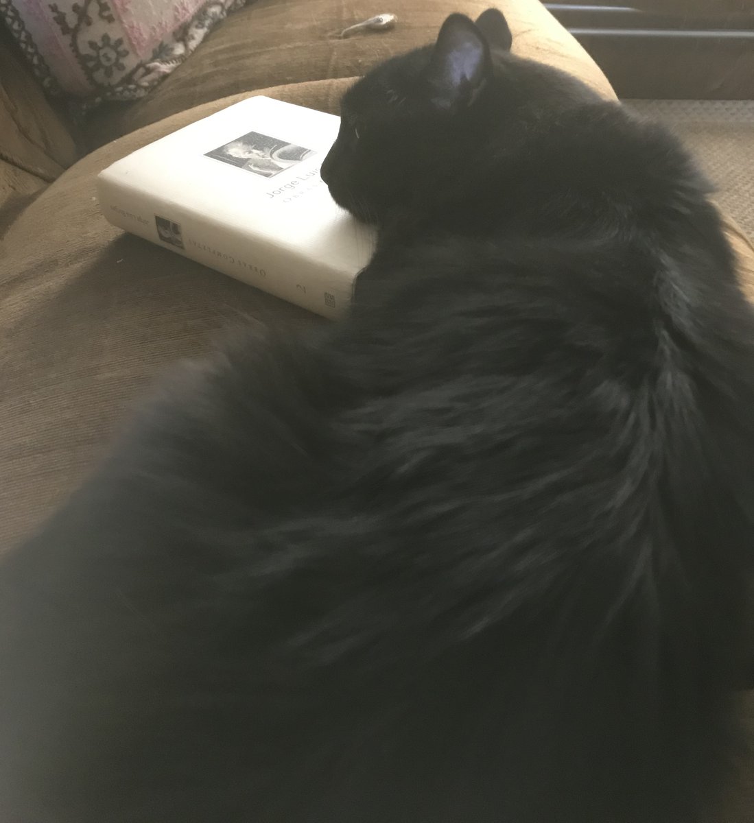 "No son más silenciosos los espejos/ni más furtiva el alba aventurera;/eres, bajo la luna, esa pantera/que nos es dado divisar de lejos./Por obra indescifrable de un decreto/divino,te buscamos vanamente;/más remoto que el Ganges y el poniente,/tuya es la soledad,tuyo el secreto