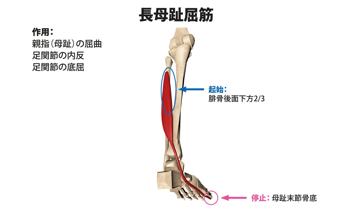 Hide ジム2店舗経営 フィットネスビジネス情報配信中 親指だけ下ろすのが難しい 長母趾屈筋 短母趾屈筋とか親指を屈曲させる 下に下ろす 筋肉がうまく働いていない これらの筋肉は足裏のアーチ部分にも影響しているので コントロールできるよう