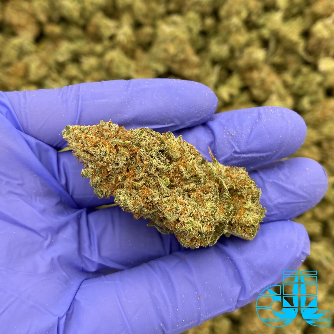 DreamleafFarms's tweet photo. https://t.co/VlfLFigCed