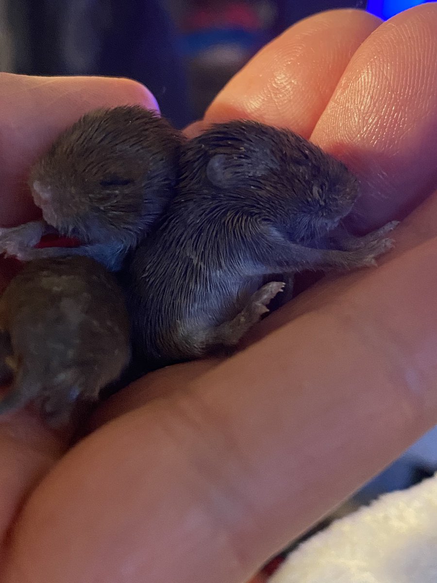 Serendipi's tweet photo. @24shaz And here I sit. Things have changed a little, not least where I live, but I also run my own wildlife rescue. I’m sitting with teeny tiny voles in my hand https://t.co/sGRdwrMeYq