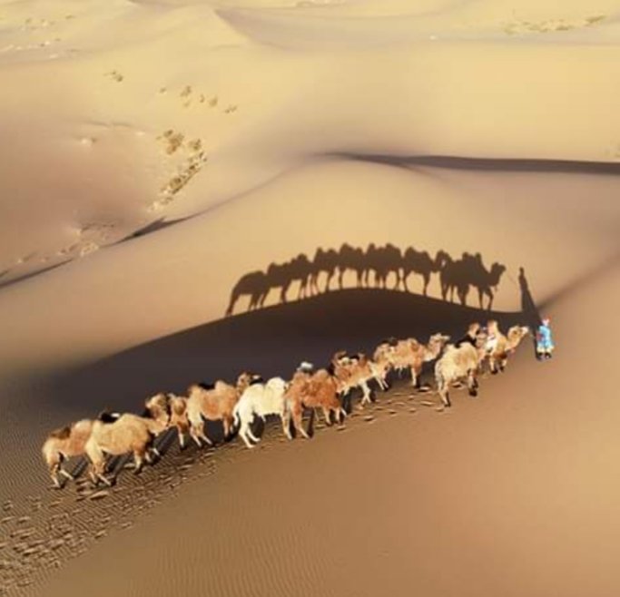 стая птиц вереницей. пастух верблюдов в пустыне. полет птицы. клин вереница стая. перелетные птицы клин вереница стая.