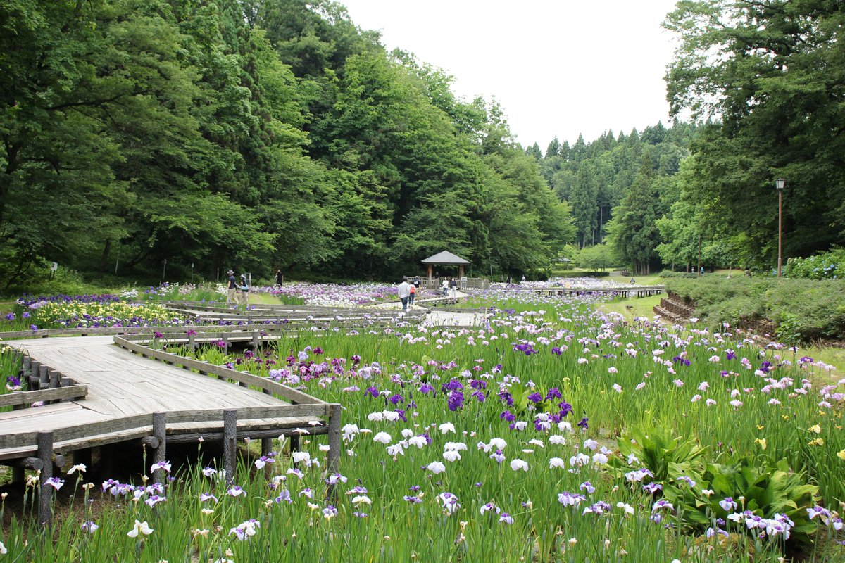 新 潟太郎 しらさぎ森林公園 初めて行ったろもなまらいいとこでビックリらった 花菖蒲ちとばか見頃過ぎてるがまだ綺麗だっけ行ってみたらなじらろ 新潟 三条 しらさぎ森林公園 花菖蒲 コケ 風景 写真 観光 新 潟太郎 しらさぎ森林公園 初めて行ったろもなまらいいとこでビックリらった 花菖蒲ちとばか見頃過ぎてるがまだ綺麗だっけ行ってみたらなじらろ 新潟 三条 しらさぎ森林公園 花菖蒲 コケ 風景 写真 観光