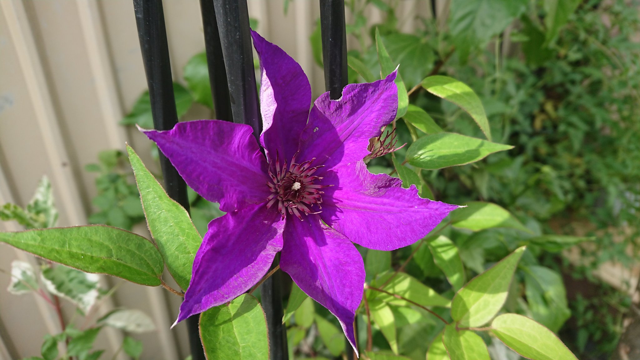 ちゃっぴー クレマチス 紫姫 初期の生育が遅く枯れるかと思いましたが シュートが伸び始めました 濃い紫のシンプルな花 コントラストが活きてくるので他の花との色あわせは意外と簡単かも ガーデニング クレマチス 紫姫 T Co Srxcsufyth