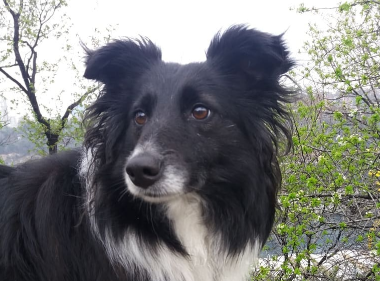 bordercolliefc's tweet photo. Border Collie Nana Doesn't Like the Sound of Her Own Voice! https://t.co/r5oPB5XKSQ #bordercollie #Dogs #bordercolliefc https://t.co/ACNgBBtXVx