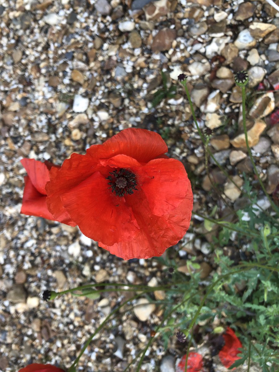 I believe I found Papaver rhoeas（Common Poppy）across from Harborne <a href="/drmgoeswild/">Dr M still going wild!</a> 
#MScPlDiv
#Papaveraceae