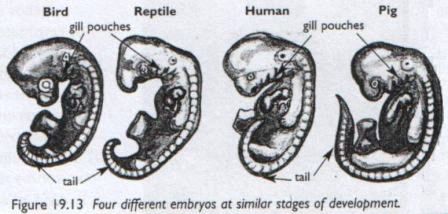 1/ In their embryonic form many species appear alike. But imprinted in their various DNAs is the code that will evince their great differences in the fullness of time. A thread on the great debate about what  #Bitcoin   is and why only one of the two major visions makes sense