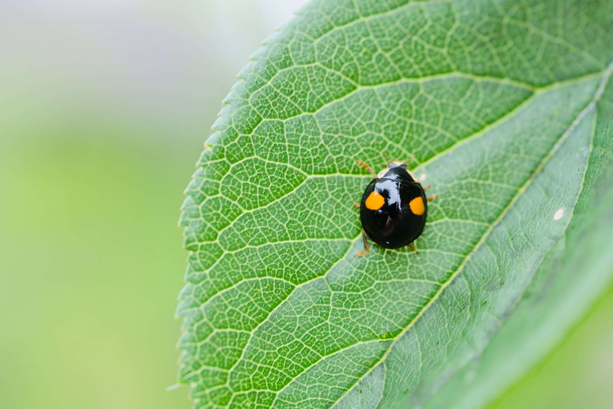 ファットマン おはようございます A6500 写真好きな人と繫がりたい テントウムシ てんとう虫 天道虫 フタホシテントウ 二星てんとう ファットマン おはようございます A6500 写真好きな人と繫がりたい テントウムシ てんとう虫 天道虫 フタホシテントウ 二星てんとう