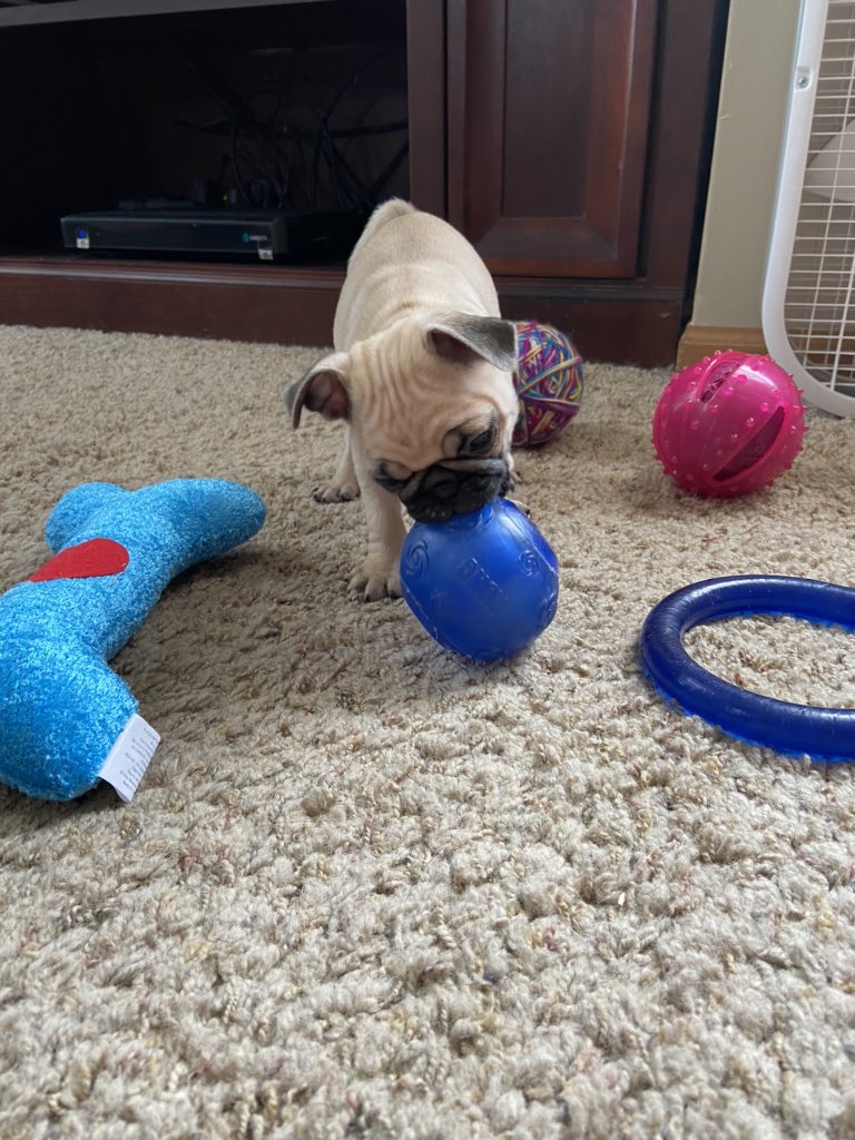 Kara_The_Pug_'s tweet photo. I would like to introduce a sweet little girl that has found her forever home in our hearts. Her name is Kára. Named after the Valkyrie in Norse mythology &amp; meaning “the curly one”. She has big paws to fill but I think she’ll do great with Marty &amp; Al watching over her❤️❤️❤️ https://t.co/ZVnPYd3ztc