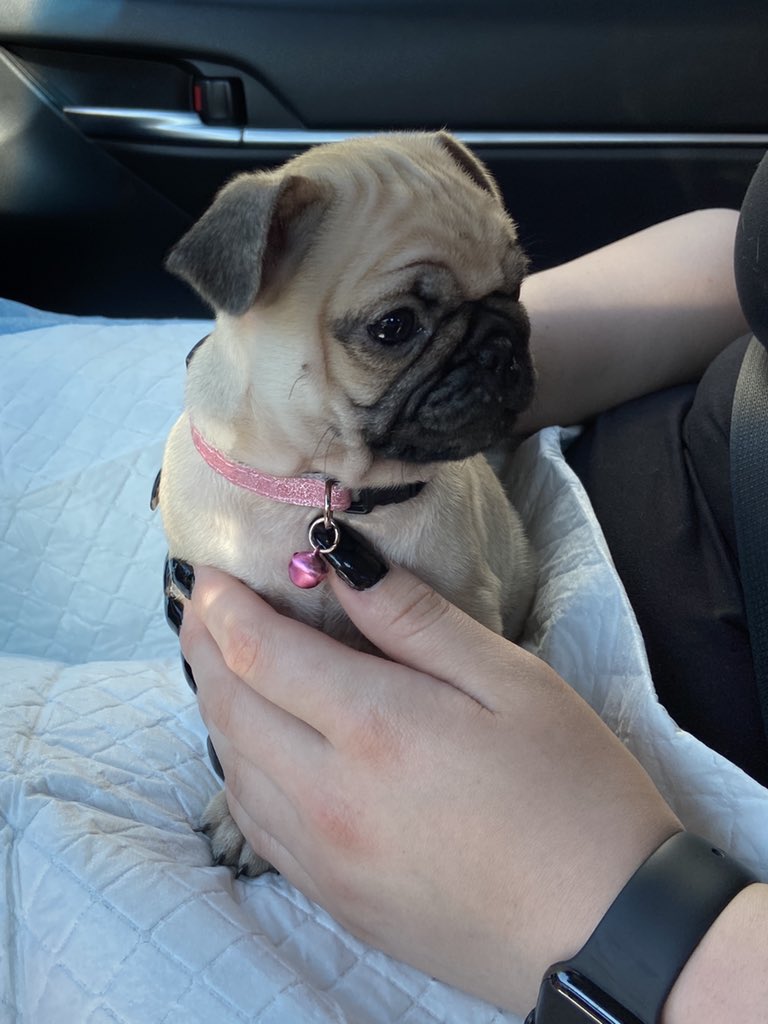 Kara_The_Pug_'s tweet photo. I would like to introduce a sweet little girl that has found her forever home in our hearts. Her name is Kára. Named after the Valkyrie in Norse mythology &amp; meaning “the curly one”. She has big paws to fill but I think she’ll do great with Marty &amp; Al watching over her❤️❤️❤️ https://t.co/ZVnPYd3ztc