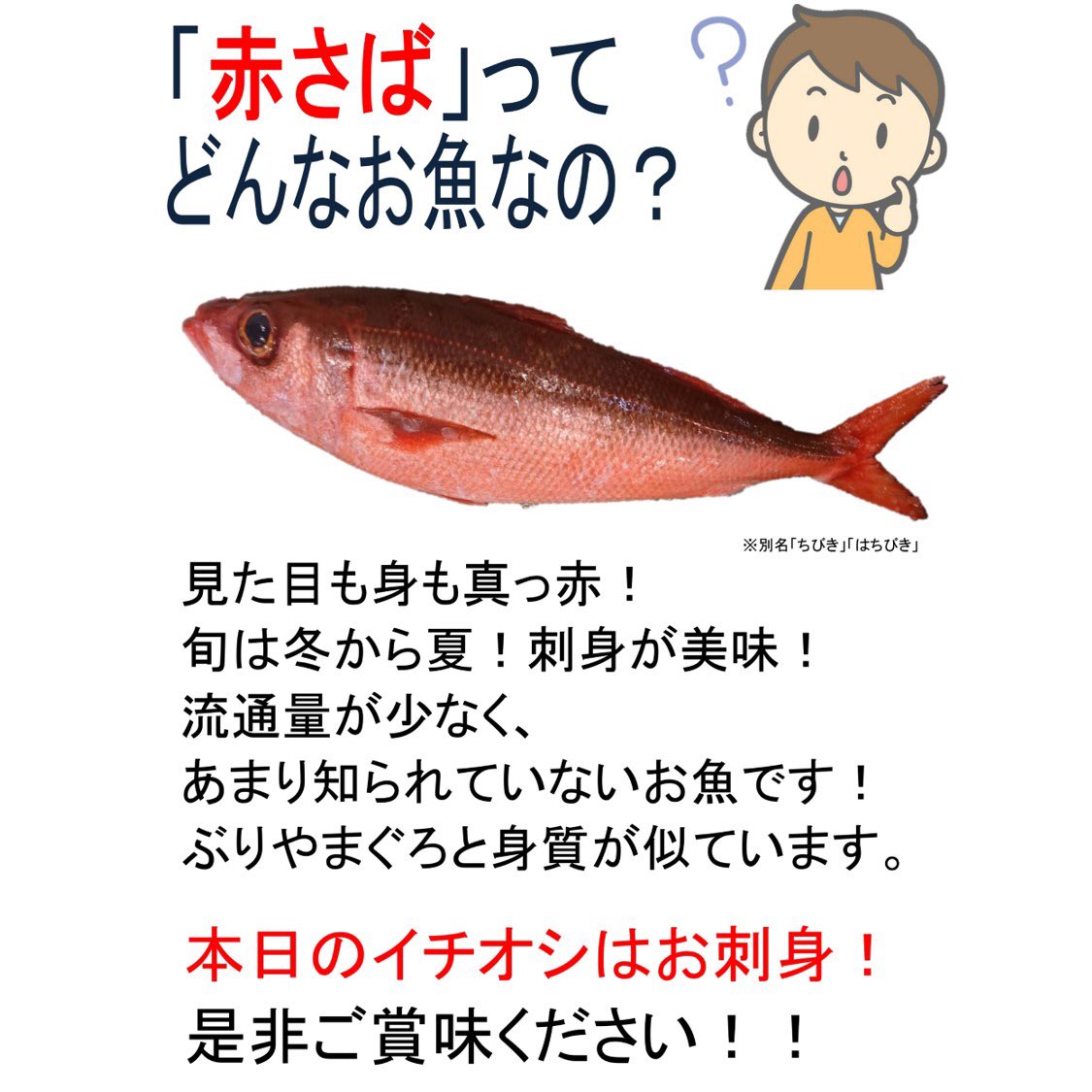 スーパーアルプス公式 アルプスバイヤーからの速報 長崎の港から旬の 赤さば が届きました オススメは お刺身 です ぶりやマグロと身質の似た とっても美味しいお魚ですよ 一部店舗のみの入荷となります スーパーアルプス