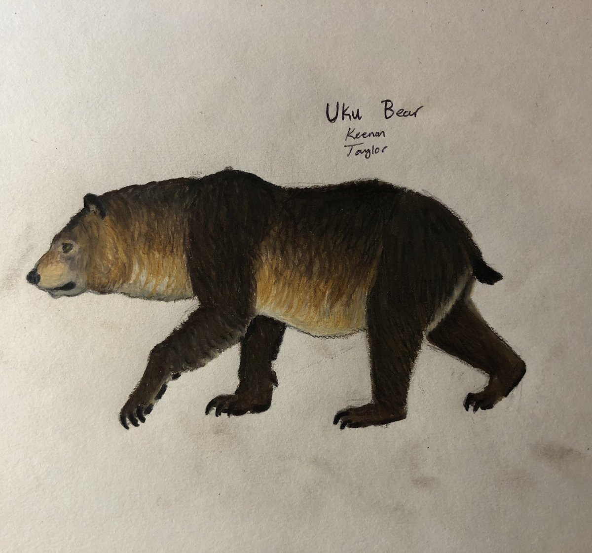 Been a busy day drawing #TalesofKaimere lateral studies: 1. The uktan, a robust megaraptoran. 2. The ‘mountain bear’, a cliff-climbing ground sloth. 3. The taro, a gracile megaraptoran. 4. The uku, the only true bear of Kaimere. #creaturedesign #paleoart #dinosaur #fantasy