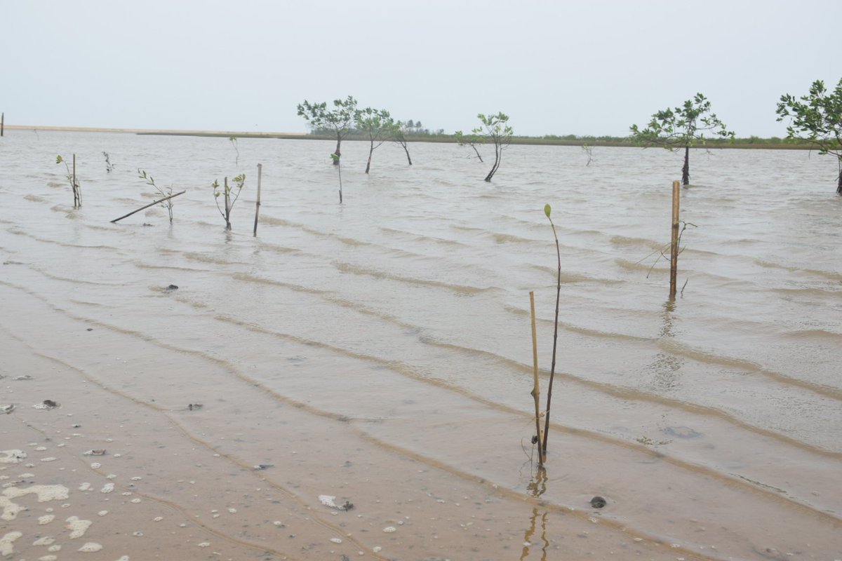 #Mangroves : Nature's best defenses against #ClimateChange 

#SaveMangroves
#youthForMangroves
#OPSAodisha