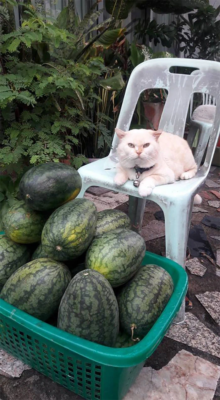 安心の警備隊？タイのスイカ農場を厳しく見守る猫ちゃん！