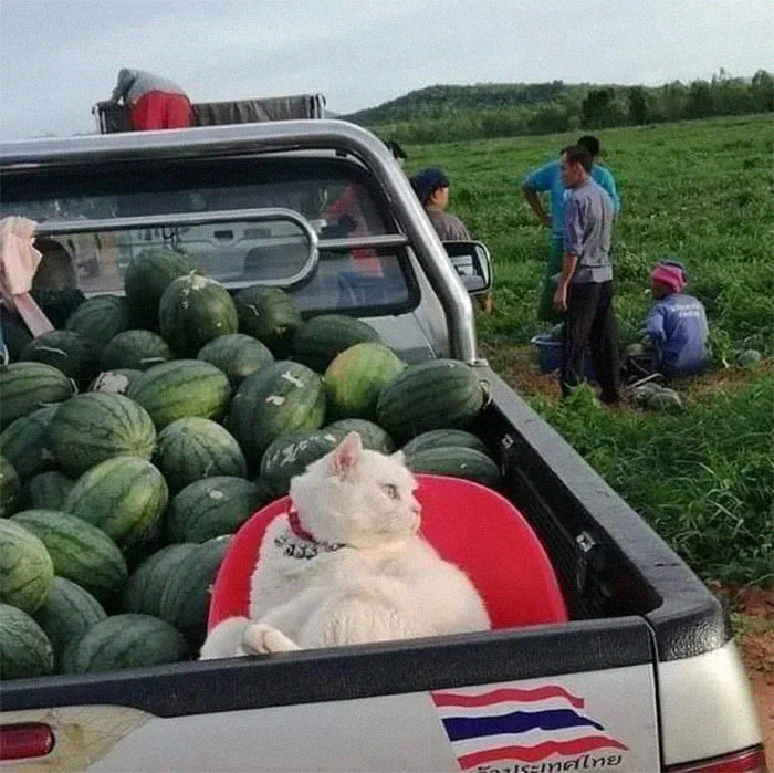 安心の警備隊？タイのスイカ農場を厳しく見守る猫ちゃん！