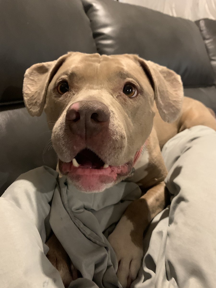 This dog just could not be cuter!! #pitbull #dogsoftwitter #whatyoutalkingabout