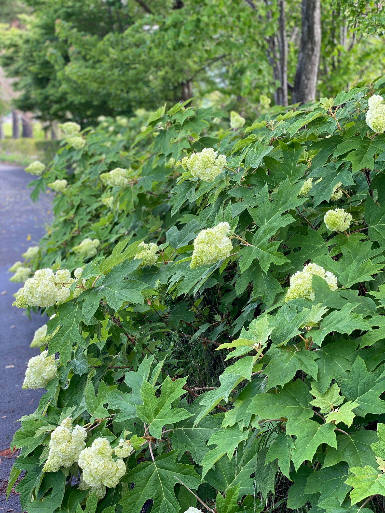 富士河口湖町観光情報 公式 6月23日 火 現在の八木崎公園内アジサイの開花状況です 富士河口湖町 Fujikawaguchiko 紫陽花 Hydrangea 绣球花 繡球花 ไฮเดรนเย ย 八木崎公園 Mtfuji T Co Raylnp4qbw Twitter