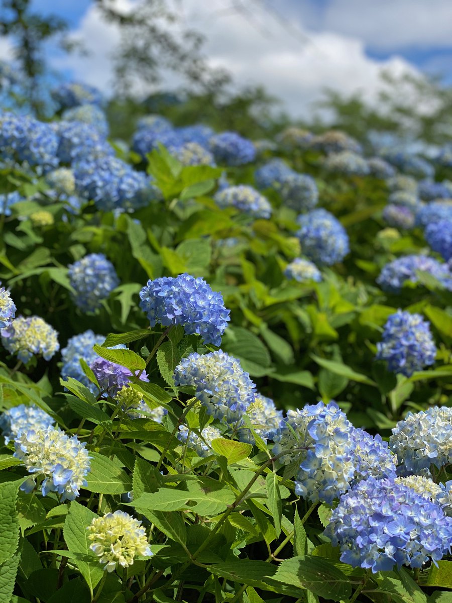 绣球花 Twitter Search
