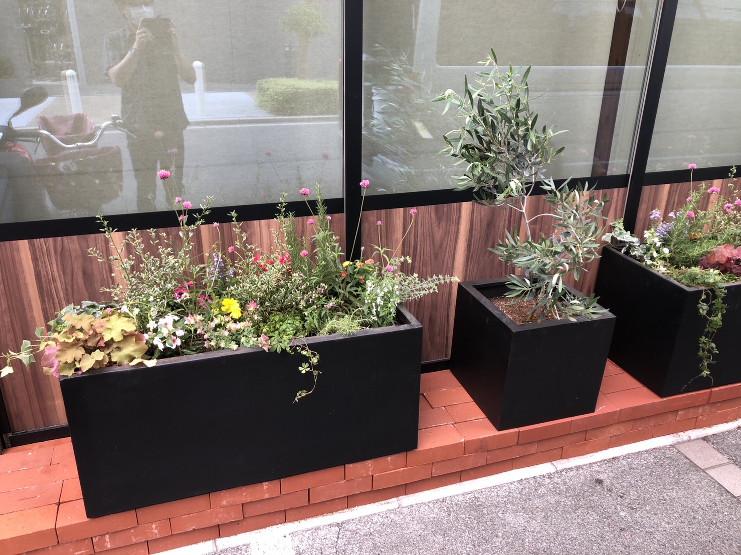 株式会社レボル 公式 Presto川口店の前に新しい植物を設置しました 季節のお花とオリーブの木です オリーブの花言葉 は 平和 と 知恵 またオリーブの木は 勝利 の象徴として用いられています 新型コロナウイルスとの戦いにいつか勝利を勝ち取る