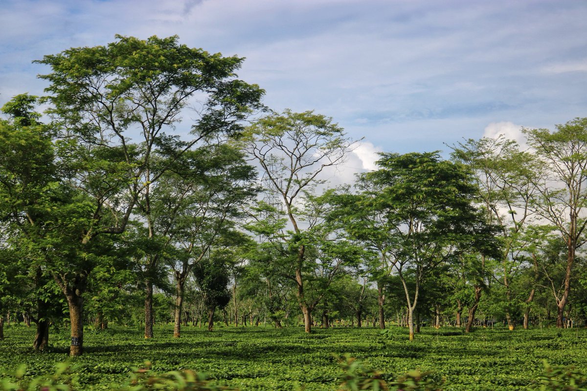 भागती दौड़ती ज़िन्दगी में,सुकून के कुछ पल . . . #assam #aviationslovers #NorthEast  #everydayNEIndia  #photographer  #monsoon  #teagardens  #green  #sky