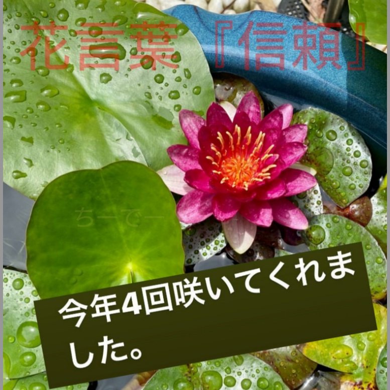 ちーでー A Twitter しーちゃん ストーリーズ ピンクの睡蓮 花言葉 信頼