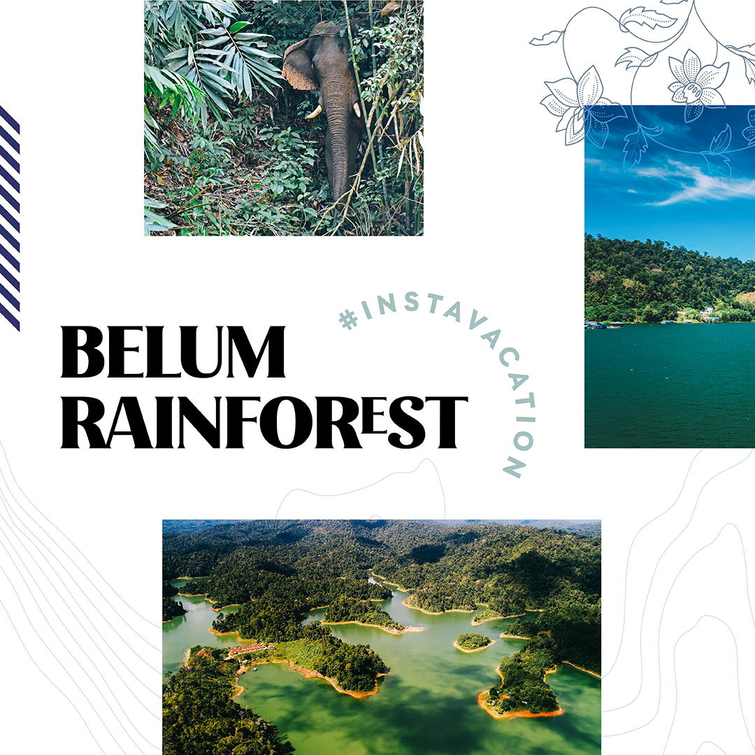 MAS's tweet photo. Did you know that Perak’s Belum-Temenggor rainforest is the world’s oldest rainforest – even more ancient than the Amazon? Find out all you need to know about this incredible slice of nature on this Going Places guide: https://t.co/JDS4QrvQ3S https://t.co/lhCWREyiZp