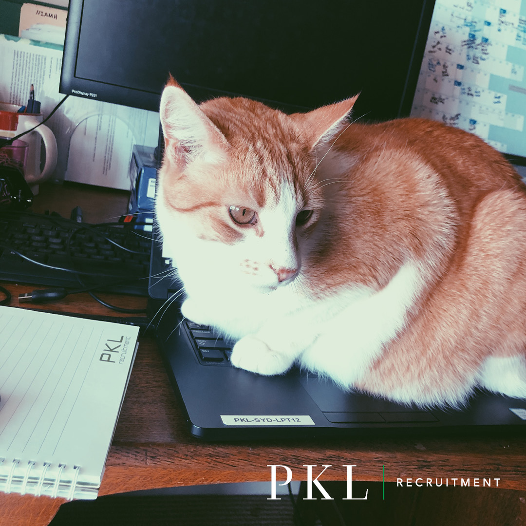 PKLRecruitment's tweet photo. #WFHLife She's the PKL office cat and she sits where she pleases! The laptop was her choice of the day! 

#recruitment #officepets #wfh #workingremotely https://t.co/JAEnaofh0W