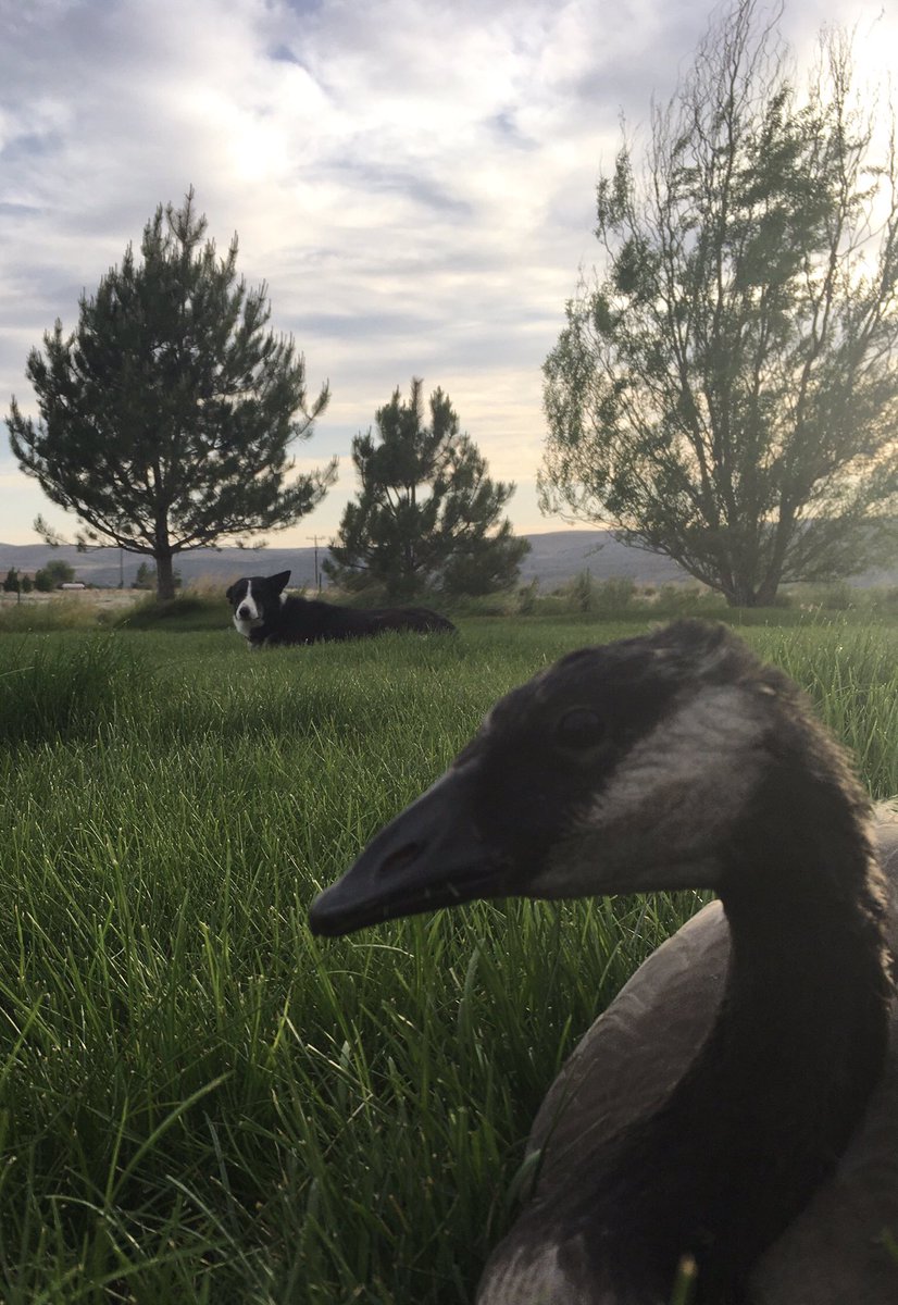 Cowjon's tweet image. Border and north of the border.