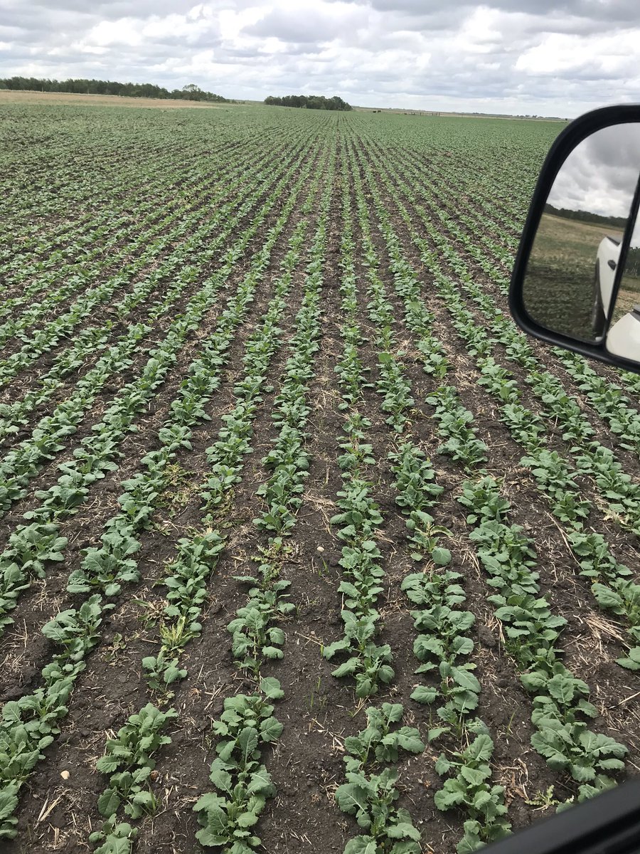 eldukey's tweet photo. DKTF 96 SC coming along nicely!!  @DEKALB_Canada https://t.co/eUOHu3bfph