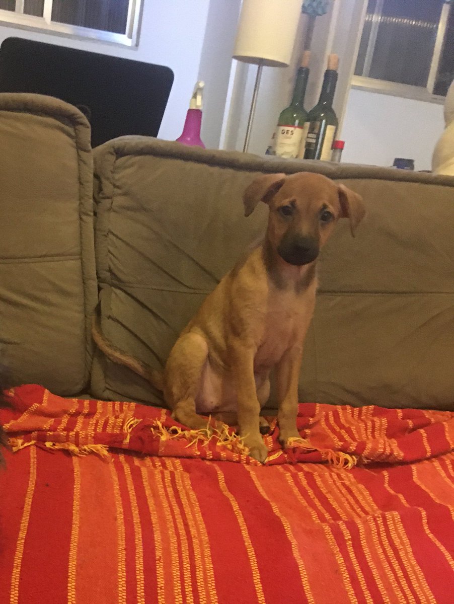 mariorgva's tweet photo. Classifique o seu pet 

Nome: Lili
Beleza: 10/10 
Inteligência: 7/10 (as vezes bem burra tb)
Raiva:0/10
Já mordeu alguém: todo mundo que brinca com ela
Gosta de passear: nunca passeou :(
Apelidos: puta, sirigaita,safada, coelha, mimosa, bebezao 
Defeitos: dissimulada e bagunceira https://t.co/FZXVxBj94J