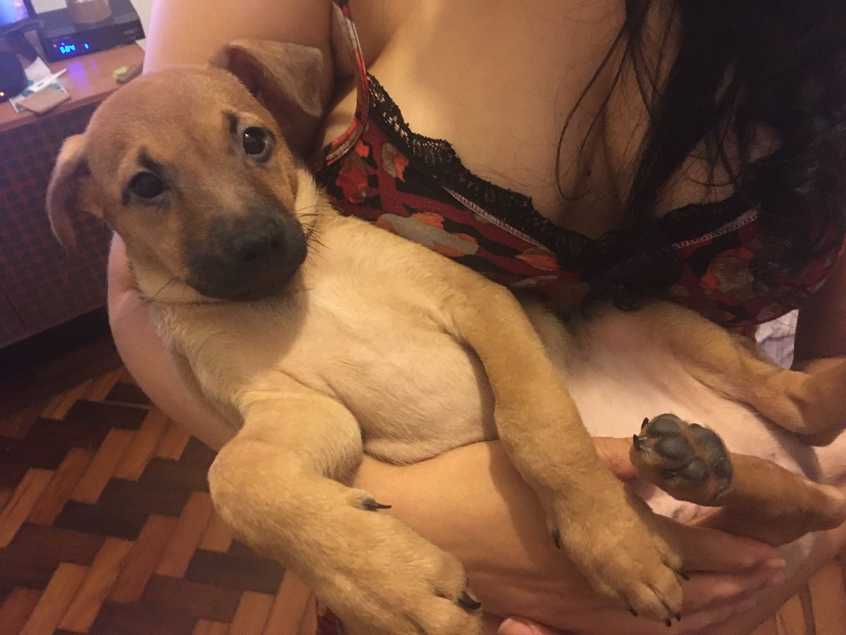 mariorgva's tweet photo. Classifique o seu pet 

Nome: Lili
Beleza: 10/10 
Inteligência: 7/10 (as vezes bem burra tb)
Raiva:0/10
Já mordeu alguém: todo mundo que brinca com ela
Gosta de passear: nunca passeou :(
Apelidos: puta, sirigaita,safada, coelha, mimosa, bebezao 
Defeitos: dissimulada e bagunceira https://t.co/FZXVxBj94J