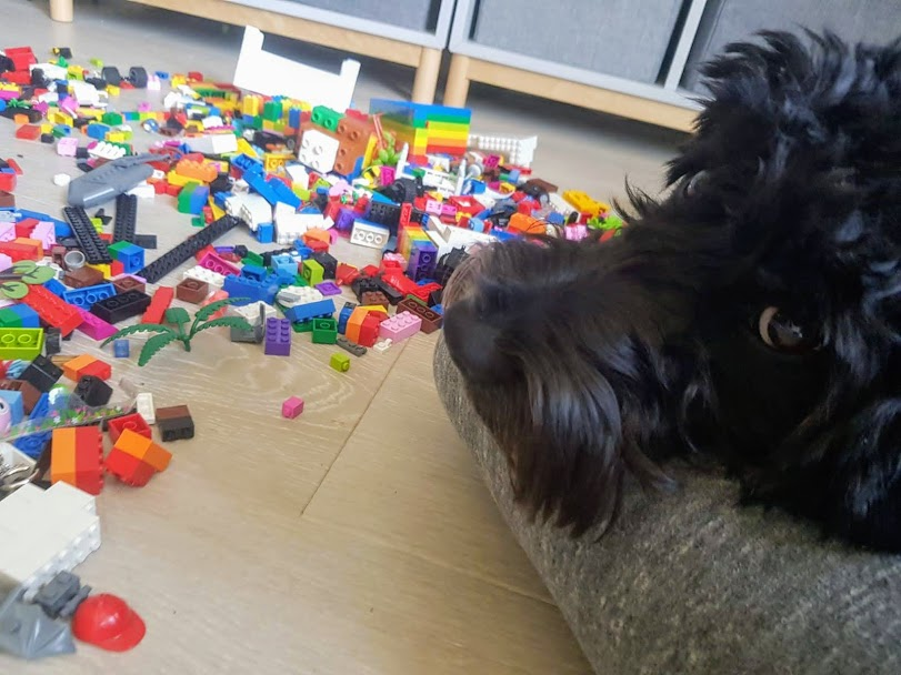 CockapooBarry's tweet image. My human never thought he would be able to take a photo like this. He has been training me to Leave things and the training is working.  Most of the time.