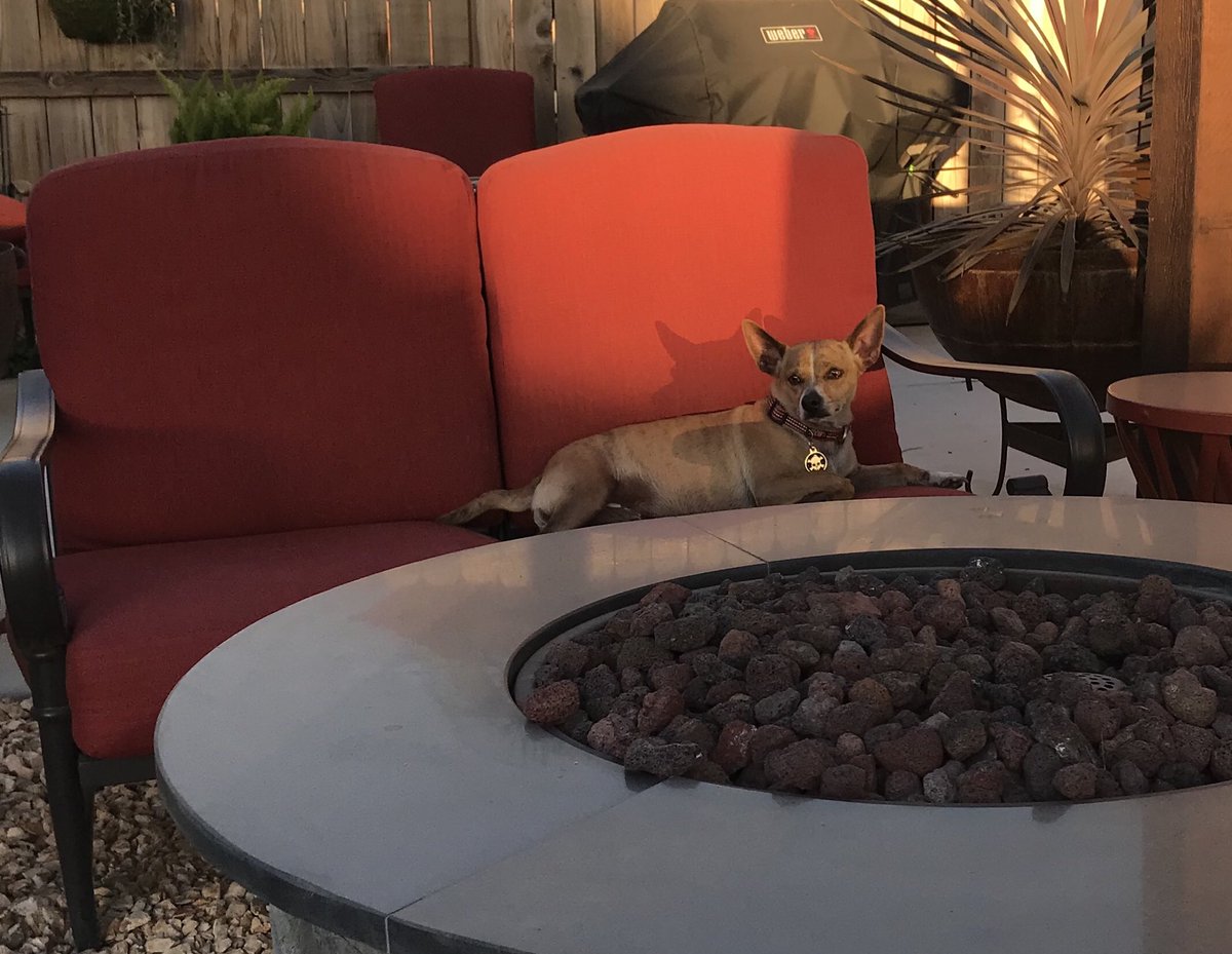 Chewy is chillin... after a very warm day