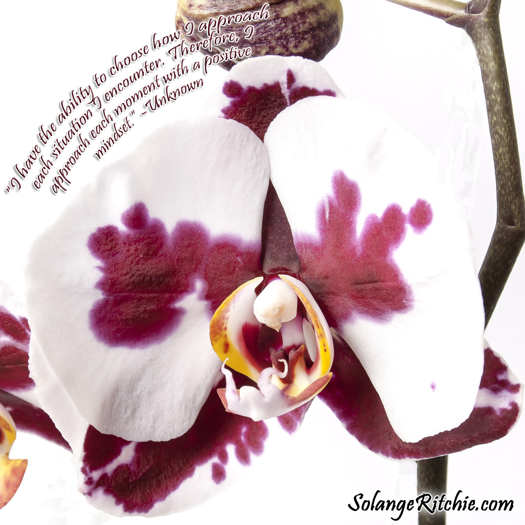 Author Solange Ritchie tweet media